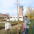 Újszülöttek fája (55)